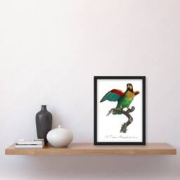 "Artery8 The Orange Cheeked Parrot Levaillant Framed Wall Art Print in White - Size: W12"" x H16""" - thumbnail 4