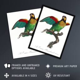 "Artery8 The Orange Cheeked Parrot Levaillant Framed Wall Art Print in White - Size: W12"" x H16""" - thumbnail 2