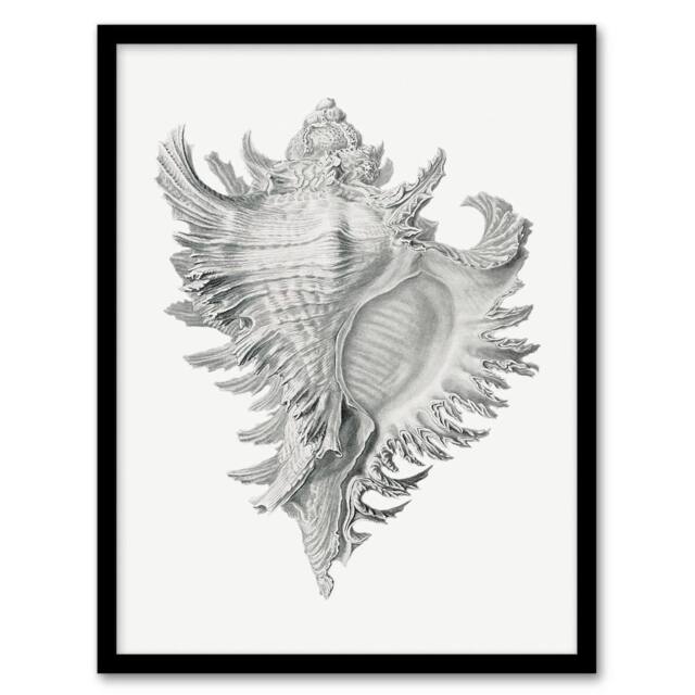Artery8 Ernst Haeckel Framed Wall Art Print Whelk Sea Snail Shell Drawing in White - Size: A4 - image 1