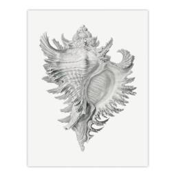 Artery8 Ernst Haeckel Framed Wall Art Print Whelk Sea Snail Shell Drawing in White - Size: A4 - thumbnail 3