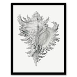 Artery8 Ernst Haeckel Framed Wall Art Print Whelk Sea Snail Shell Drawing in White - Size: A4 - thumbnail 1