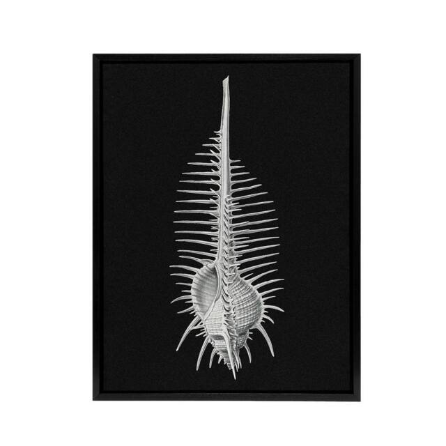 "Artery8 Sea Shell Sketch on Black Haeckel Botanical Black Framed Canvas Art - Size: W12"" x H16""" - image 1