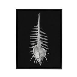 "Artery8 Sea Shell Sketch on Black Haeckel Botanical Black Framed Canvas Art - Size: W12"" x H16""" - thumbnail 1