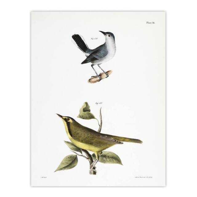 "Artery8 James De Kay Gnatcatcher & Kentucky Warbler Wall Art Print in White - Size: W12"" x H16""" - image 1