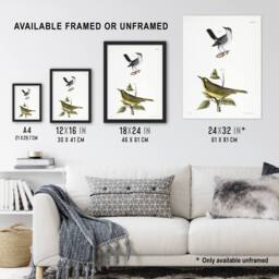 "Artery8 James De Kay Gnatcatcher & Kentucky Warbler Wall Art Print in White - Size: W12"" x H16""" - thumbnail 3