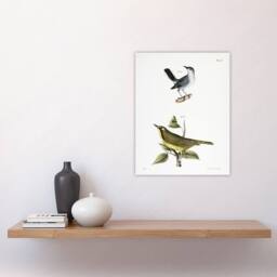 "Artery8 James De Kay Gnatcatcher & Kentucky Warbler Wall Art Print in White - Size: W12"" x H16""" - thumbnail 4