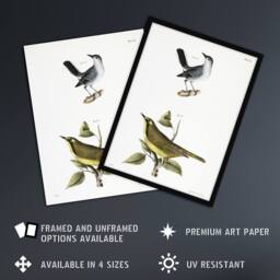 "Artery8 James De Kay Gnatcatcher & Kentucky Warbler Wall Art Print in White - Size: W12"" x H16""" - thumbnail 2