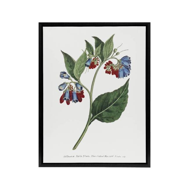 "Artery8 Sansom Vintage Botanical Prickley Comfrey Flowers Framed Canvas Art in White - Size: W12"" x H16""" - image 1