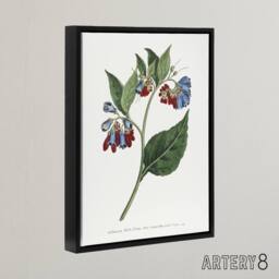 "Artery8 Sansom Vintage Botanical Prickley Comfrey Flowers Framed Canvas Art in White - Size: W12"" x H16""" - thumbnail 2