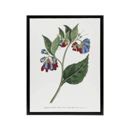 "Artery8 Sansom Vintage Botanical Prickley Comfrey Flowers Framed Canvas Art in White - Size: W12"" x H16""" - thumbnail 1