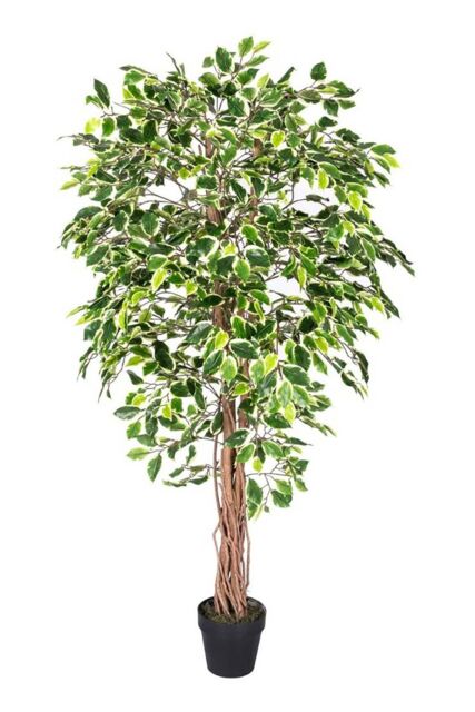 Homescapes Luxury 6ft Ficus Tree Variegated Artificial Plant, Real Stem, 180cm in Green - image 1