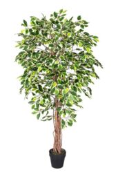 Homescapes Luxury 6ft Ficus Tree Variegated Artificial Plant, Real Stem, 180cm in Green - thumbnail 1
