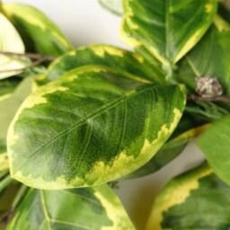Leaf 180cm Artificial Garland Hanging Trailing Golden Ficus Plant in Yellow - thumbnail 2