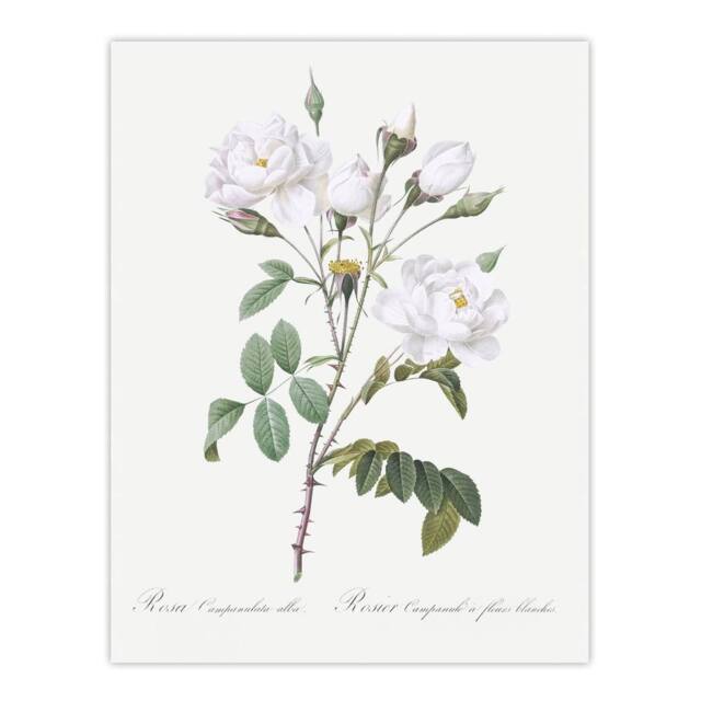 "Artery8 White Rose Floral Illustration Redoute Vintage Wall Art Print Poster - Size: W12"" x H16""" - image 1