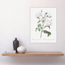 "Artery8 White Rose Floral Illustration Redoute Vintage Wall Art Print Poster - Size: W12"" x H16""" - thumbnail 4