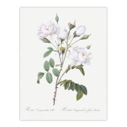 "Artery8 White Rose Floral Illustration Redoute Vintage Wall Art Print Poster - Size: W12"" x H16""" - thumbnail 1