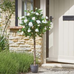 mysmartbuy Artificial Potted Hoxton Rose Tree - Home or Garden Faux Plant in White