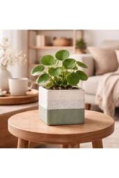 KDMD Hortus Green & White Bordeaux Stoneware Cube 9.5cm H x 10.5cm W 2 - Size: 9.5 cm H x 10.5 cm W - thumbnail 5