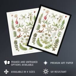 "Artery8 Hepatica Plant Vintage Floral Haeckel Botanical Wall Art Print Poster in White - Size: W24"" x H32""" - thumbnail 2