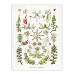 "Artery8 Hepatica Plant Vintage Floral Haeckel Botanical Wall Art Print Poster in White - Size: W24"" x H32""" - thumbnail 1