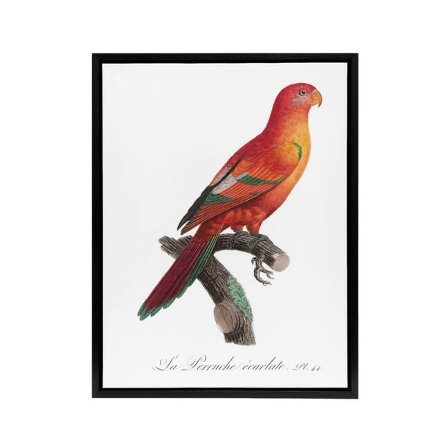 "Artery8 The Crimson Shining Parrot Levaillant Framed Canvas Wall Art Print in White - Size: W12"" x H16""" - image 1
