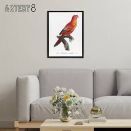 "Artery8 The Crimson Shining Parrot Levaillant Framed Canvas Wall Art Print in White - Size: W12"" x H16""" - thumbnail 3