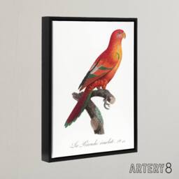 "Artery8 The Crimson Shining Parrot Levaillant Framed Canvas Wall Art Print in White - Size: W12"" x H16""" - thumbnail 2