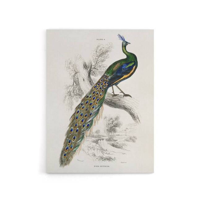 "Artery8 Male Peafowl Peacock Sir William Jardine Vintage Canvas Wall Art in White - Size: W18"" x H24""" - image 1