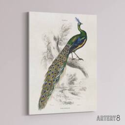 "Artery8 Male Peafowl Peacock Sir William Jardine Vintage Canvas Wall Art in White - Size: W18"" x H24""" - thumbnail 2