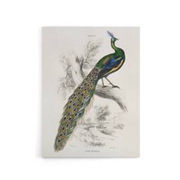 "Artery8 Male Peafowl Peacock Sir William Jardine Vintage Canvas Wall Art in White - Size: W18"" x H24""" - thumbnail 1