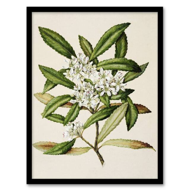 Artery8 New Zealand Tawari Plant Flowers Featon Framed Wall Art Print in Beige - Size: A4 - image 1