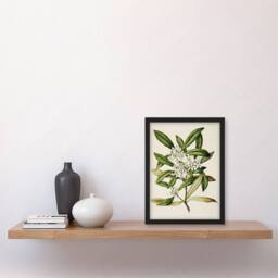 Artery8 New Zealand Tawari Plant Flowers Featon Framed Wall Art Print in Beige - Size: A4 - thumbnail 4