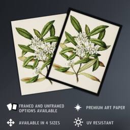 Artery8 New Zealand Tawari Plant Flowers Featon Framed Wall Art Print in Beige - Size: A4 - thumbnail 2