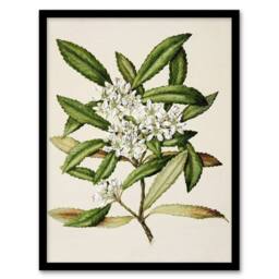 Artery8 New Zealand Tawari Plant Flowers Featon Framed Wall Art Print in Beige - Size: A4 - thumbnail 1