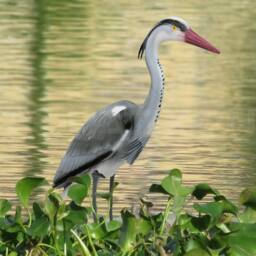 Havendro Decoy Heron Deterrent for Pond Garden Bird Pest Scarer - thumbnail 3