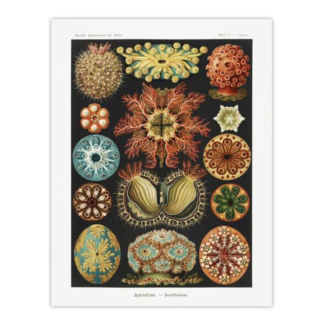 "Artery8 Ascidiae Colourful Marine Life Haeckel Botanical Wall Art Print Poster - Size: W24"" x H32""" - image 1