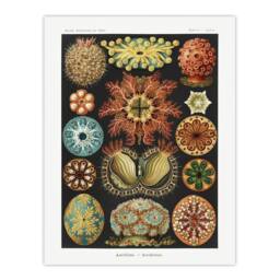 "Artery8 Ascidiae Colourful Marine Life Haeckel Botanical Wall Art Print Poster - Size: W24"" x H32""" - thumbnail 1