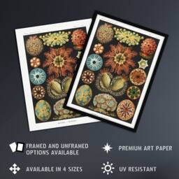"Artery8 Ascidiae Colourful Marine Life Haeckel Botanical Wall Art Print Poster - Size: W24"" x H32""" - thumbnail 2