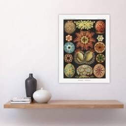 "Artery8 Ascidiae Colourful Marine Life Haeckel Botanical Wall Art Print Poster - Size: W24"" x H32""" - thumbnail 4