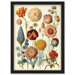 Artery8 Vintage Botanical Illustration Ernst Haeckel Style Plant Study Modern Watercolour Painting Artwork Framed Wall Art Print A4 in Black - thumbnail 1