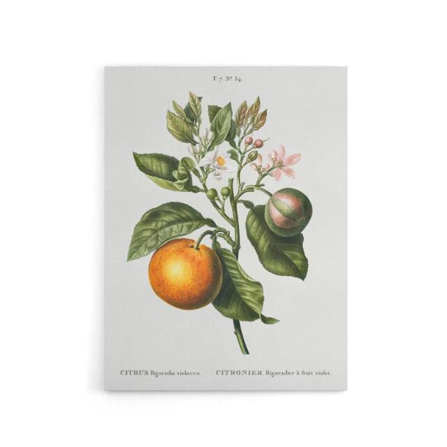 "Artery8 Bitter Orange Botanical Redoute Vintage Canvas Wall Art in White - Size: W18"" x H24""" - image 1