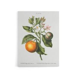 "Artery8 Bitter Orange Botanical Redoute Vintage Canvas Wall Art in White - Size: W18"" x H24""" - thumbnail 1
