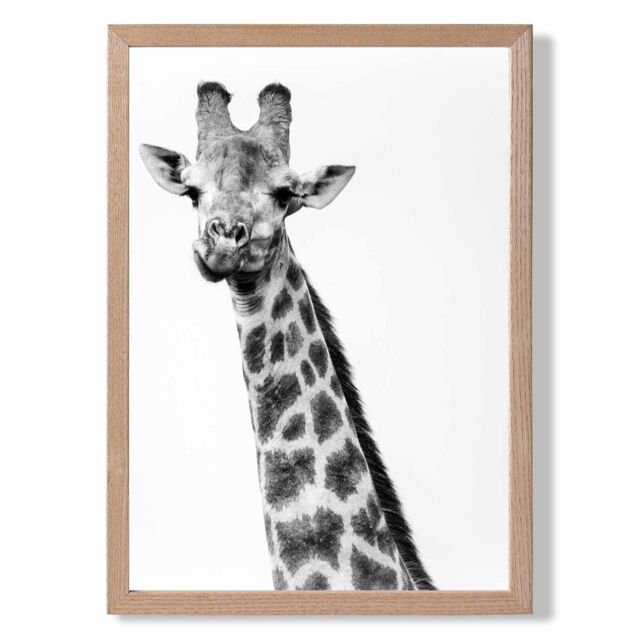 ARTZE Cheeky Giraffe Animal Black & White Photo Framed Print SIZE: A3 with Oak Frame - Size: A2 - image 1
