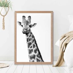 ARTZE Cheeky Giraffe Animal Black & White Photo Framed Print SIZE: A3 with Oak Frame - Size: A2 - thumbnail 2