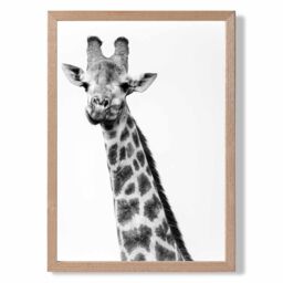 ARTZE Cheeky Giraffe Animal Black & White Photo Framed Print SIZE: A3 with Oak Frame - Size: A2 - thumbnail 1