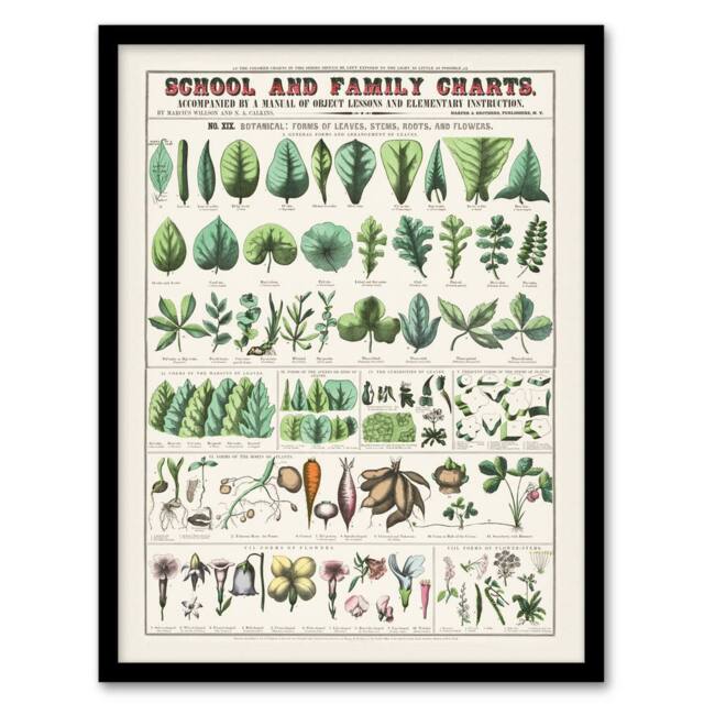 Artery8 School & family chart No XIX Calkins Framed Wall Art Print in White - Size: A4 - image 1