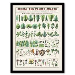 Artery8 School & family chart No XIX Calkins Framed Wall Art Print in White - Size: A4 - thumbnail 1