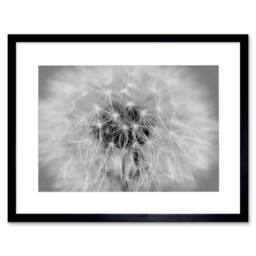 "Artery8 Photo Black White Dandelion Seeds Home Decor 12x16"" Framed Art Print in Grey - Size: W12"" x H16""" - thumbnail 1