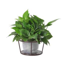 Living and Home Hanging Railing Round Plant Pot Rack Bold Mesh 22cm D in Brown - thumbnail 6