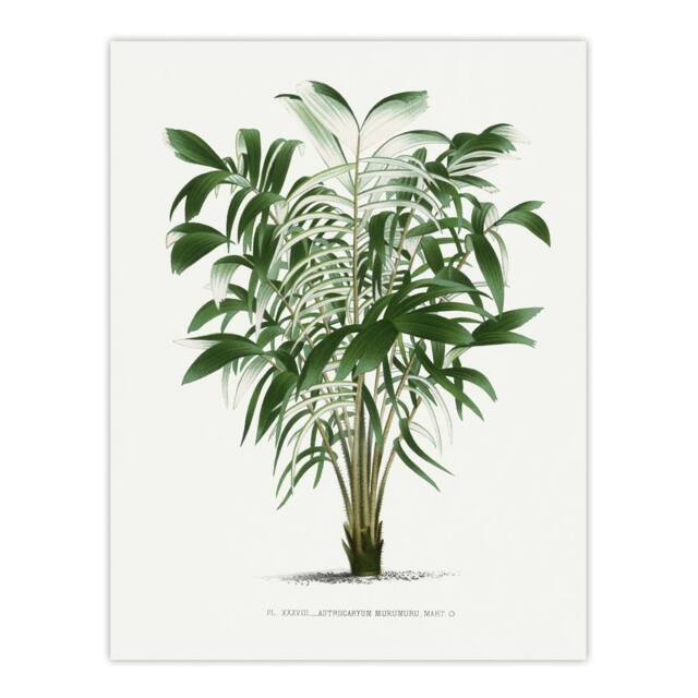 "Artery8 Astrocaryum Murumuru Palm Tree Kerchove Wall Art Poster Print in White - Size: W12"" x H16""" - image 1